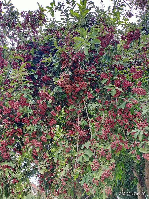 那些年我们一起摘过的野果子，现在少见了，你还记得几种