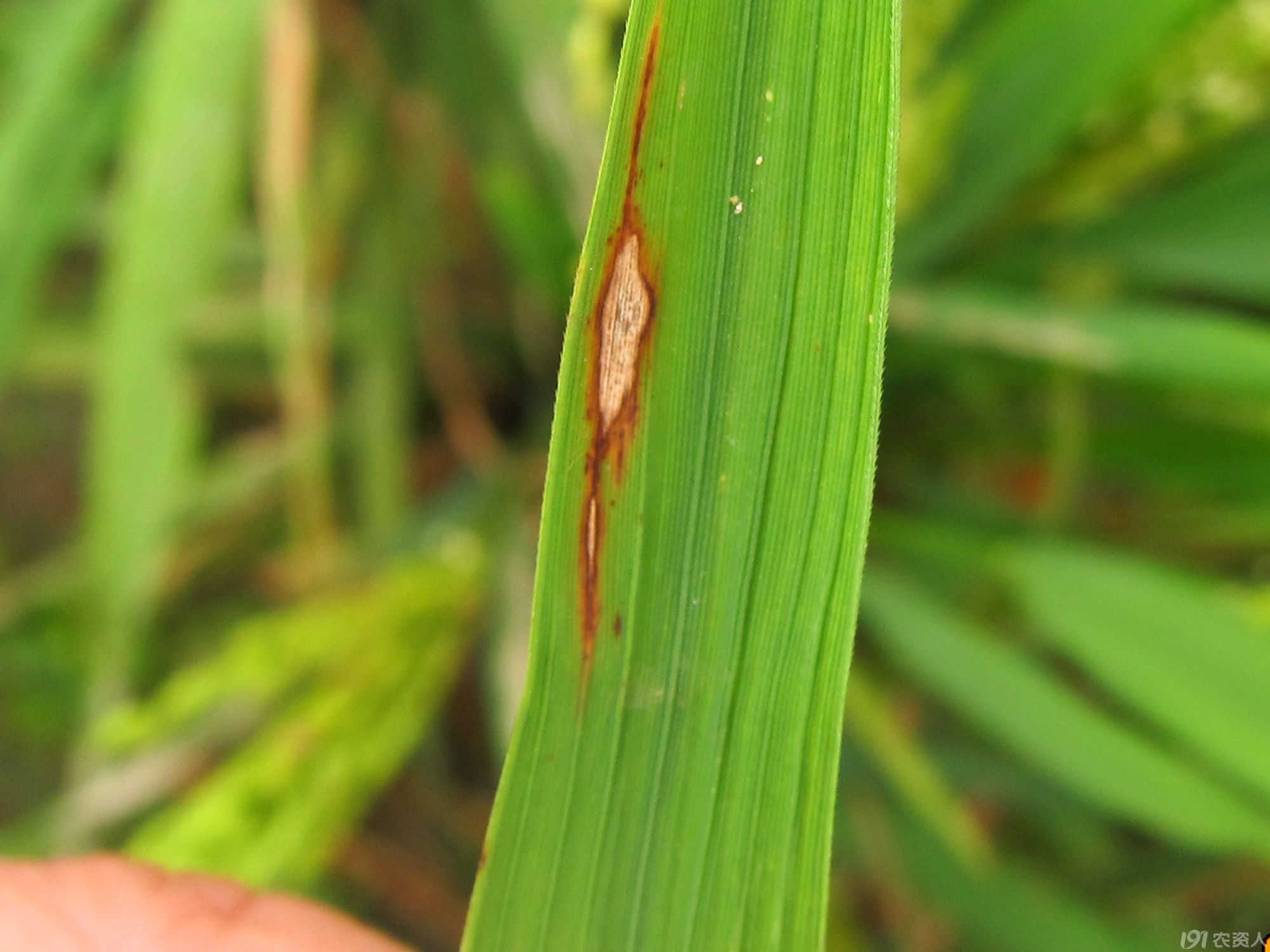 有机农业可用药,香菇多糖生物农药