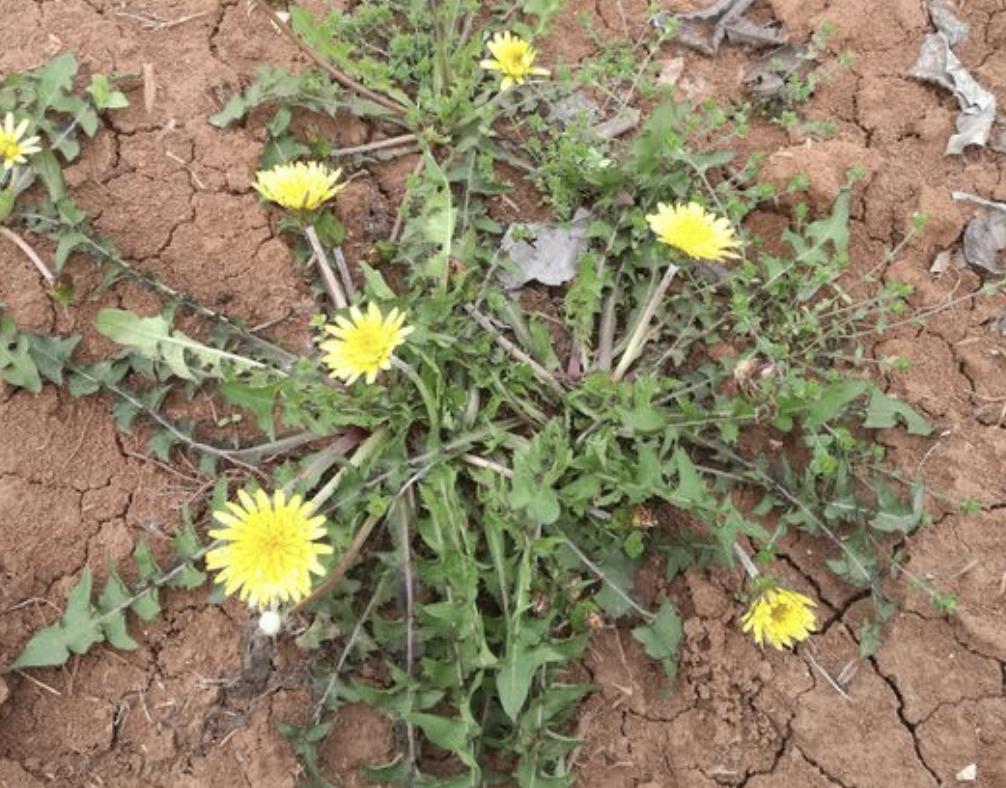 “1种草”在路边不起眼,人称“蒲公英”,处理后价值高,请珍惜