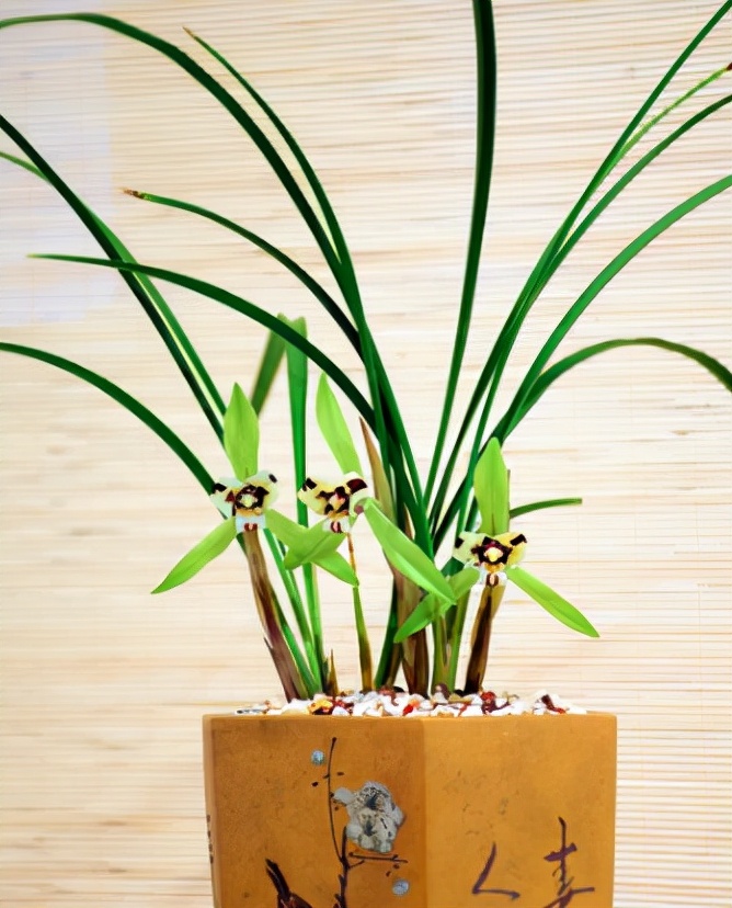 兰花品种是怎么培育出来的,兰花如何分品种