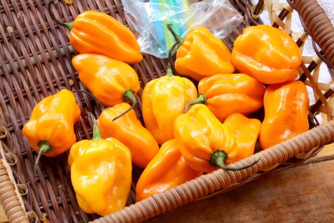 南北相济，中国580多个“菜篮子”是如何炼成的？