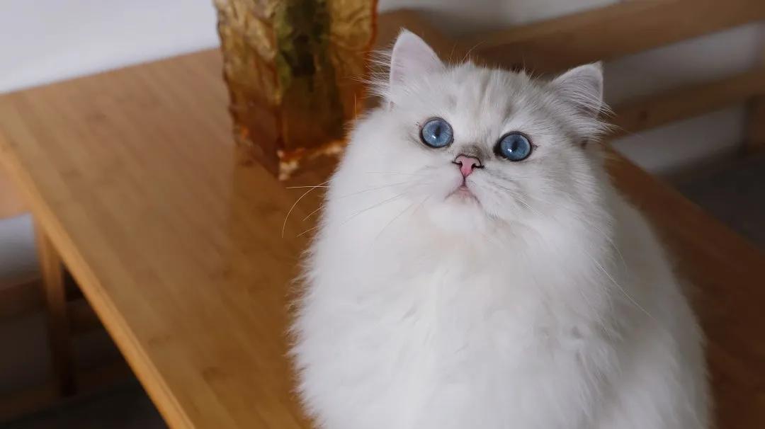 猫咪总是拉屎在地上怎么办,猫咪总是在一个地方乱拉屎怎么办