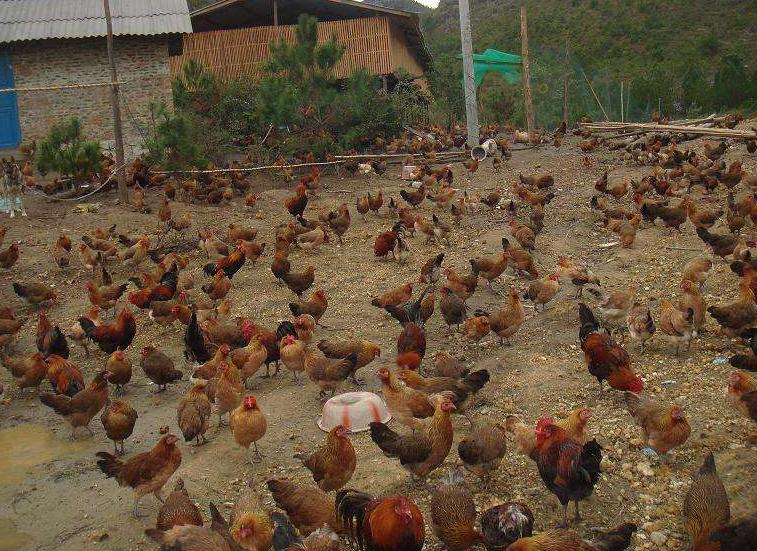 如何低成本消灭空气中霉菌病毒,别让霉菌毒素偷走你的养殖利润