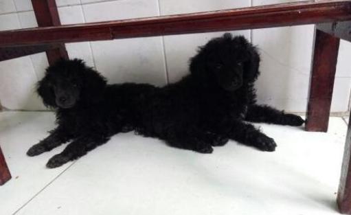 为什么“黑色”贵宾犬少人养?有7个原因