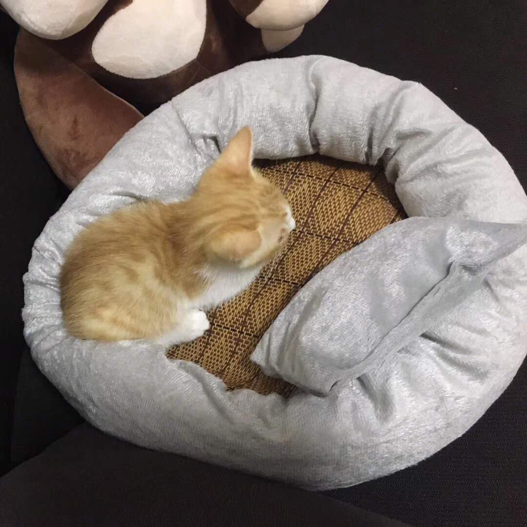 猫奶糕你选对了吗？拒绝花冤枉钱