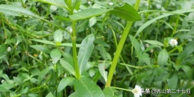 茎像空心菜的野草,茎像芹菜的一种蔬菜