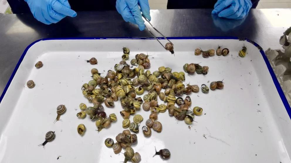 154只国际害虫！上海出现危险物种“森林葱蜗牛”玩具包裹问题大