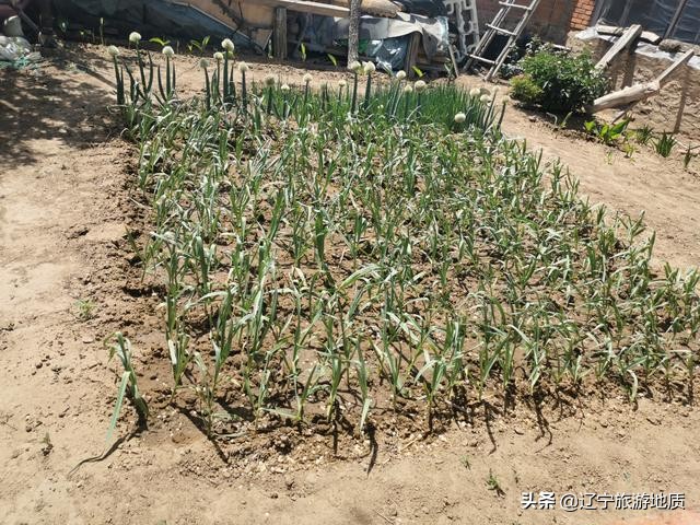 锦州96岁老人独居荒村,靠发电机生活,至今耳不聋,眼不花