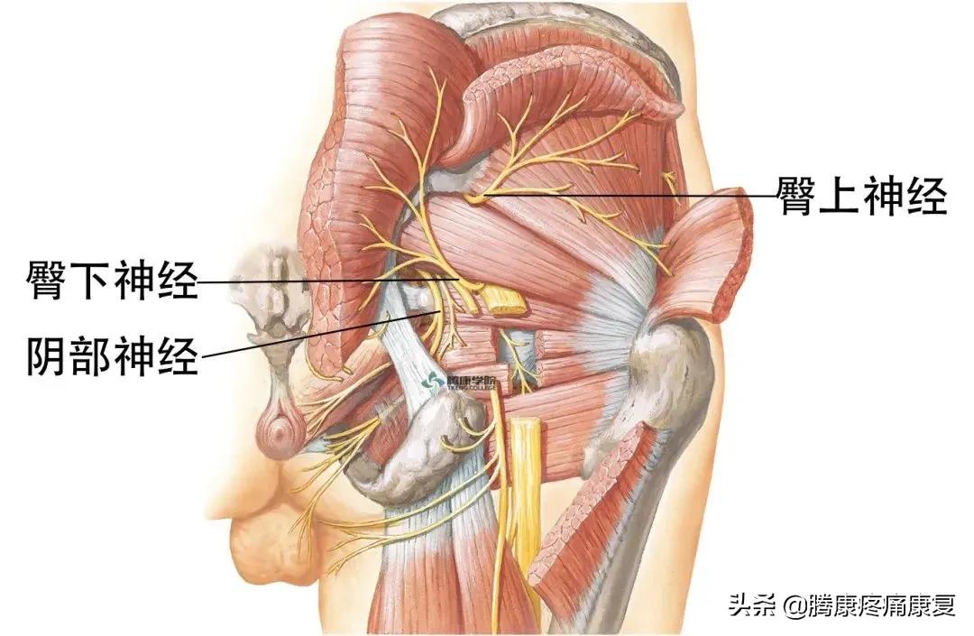 最全!脊神经系统汇总