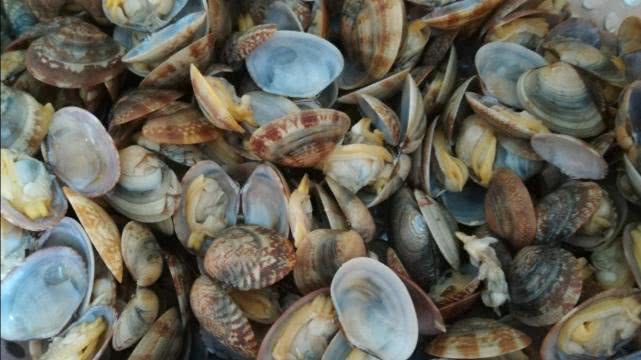 鲜美花蛤即食,好吃美味的花蛤