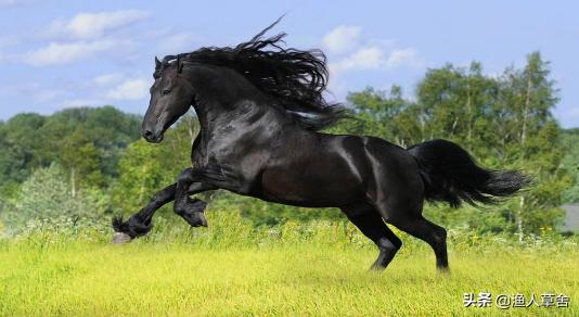 给马蹄钉蹄铁真的不疼吗,给马蹄钉钉子痛不痛