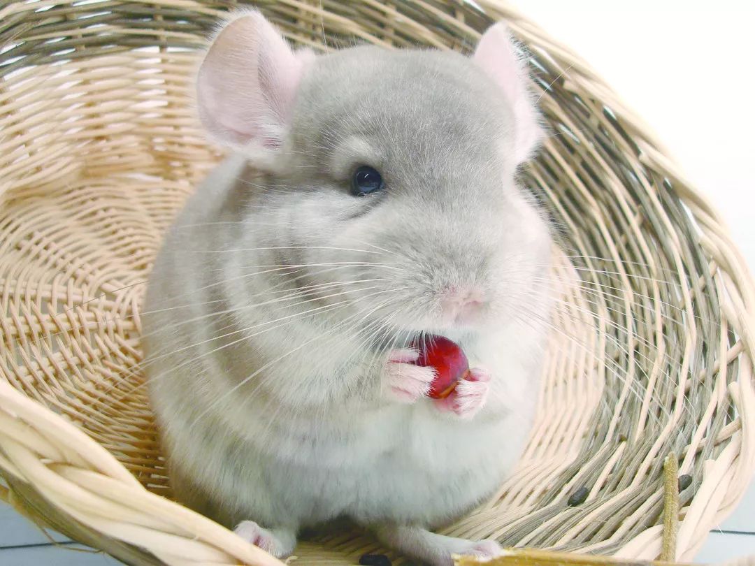 别让骨折妨碍了龙猫跳跃的步伐