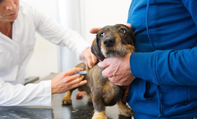 狗狗国产疫苗和进口疫苗的区别,狗狗疫苗该怎么打才合理