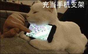 看到自家猫心情都会很好,这样的猫你会想养一只吗