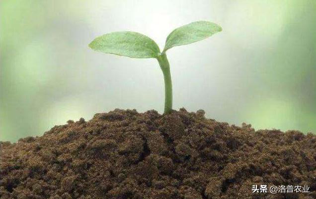 水溶肥和传统肥料的优势,水溶肥优势