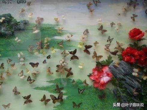 蝴蝶为什么会集体栖息在水边,蝴蝶为什么会聚集一个地方