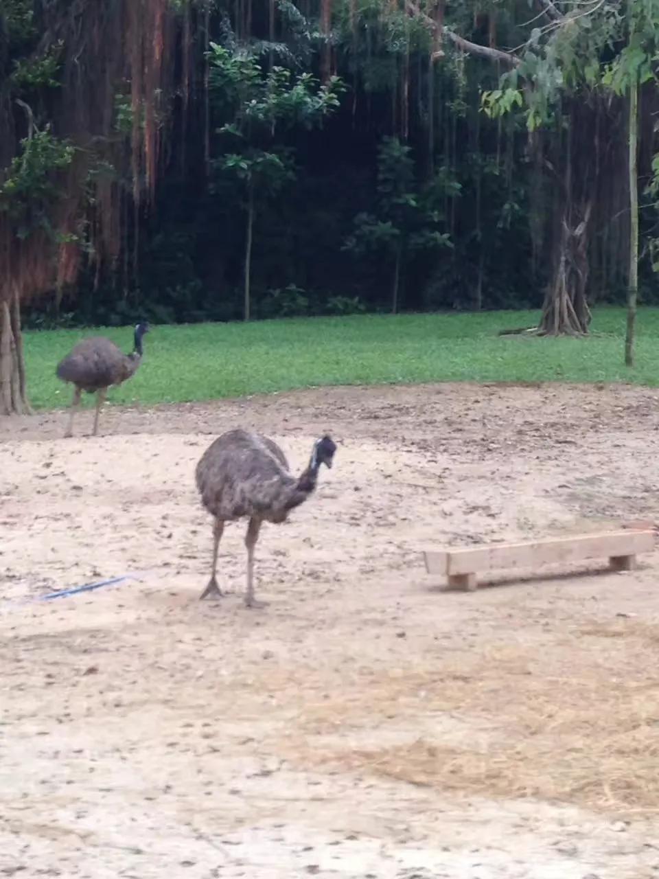 广州长隆野生动物世界游记300字,广州长隆野生动物园游记