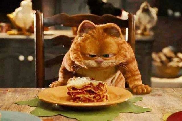 猫为什么不能多吃谷物,猫咪喜欢吃狗粮怎么办