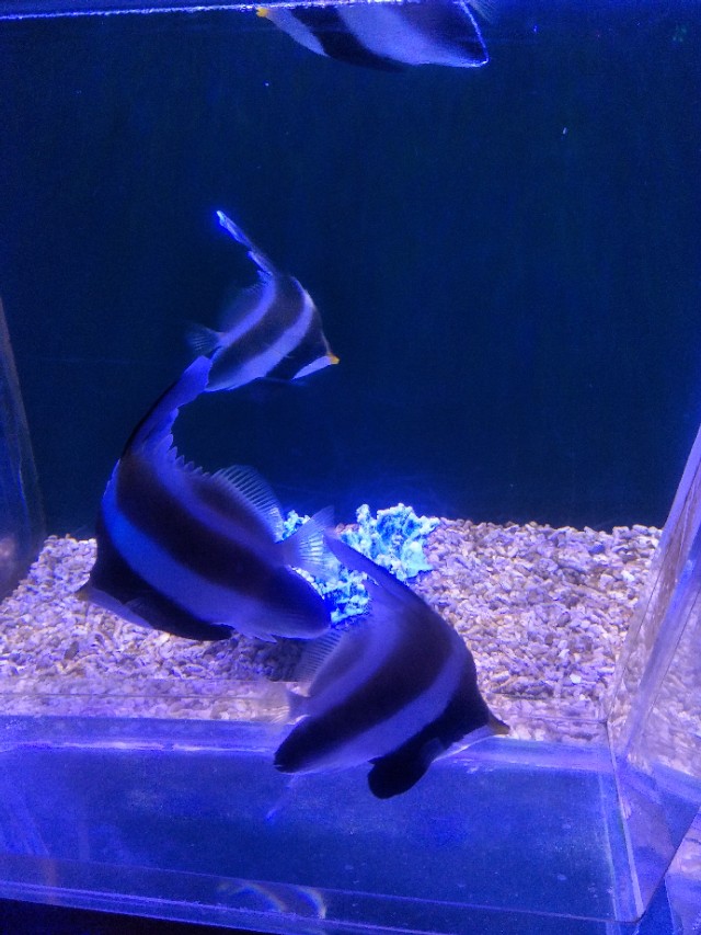 抚顺皇家海洋乐园冲浪馆图片,抚顺皇家极地海洋乐园视频