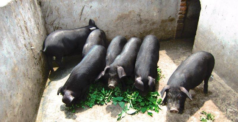 猪连续一个月呕吐黏液的原因,猪反复拉稀怎么治最好