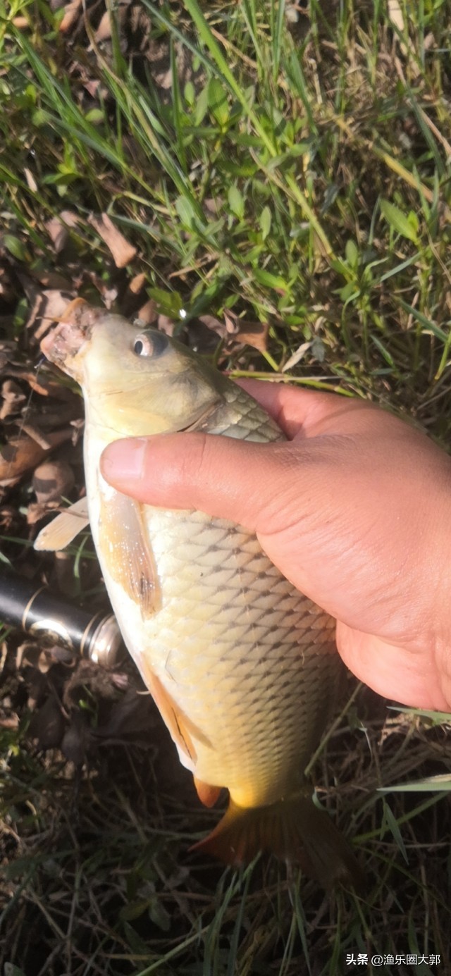 钓鱼四款自制鱼饵配方,十种钓鱼调料配方