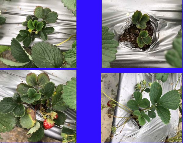 草莓炭疽病与根腐病是什么引起的,安徽草莓炭疽病零星发病怎么办