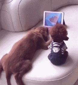 搞笑gif段子兄弟你把我吓到了,搞笑gif段子实在是猝不及防啊