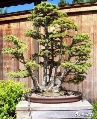 松树在水旱丛林盆景创作中的运用 (松树丛林盆景经典之作)