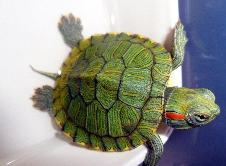 入侵中国危害最大的物种,被中国人吃到濒临灭绝的十大物种