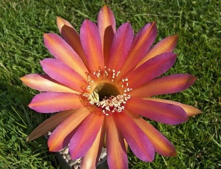 100种仙人球花图片,100种仙人球的品种视频