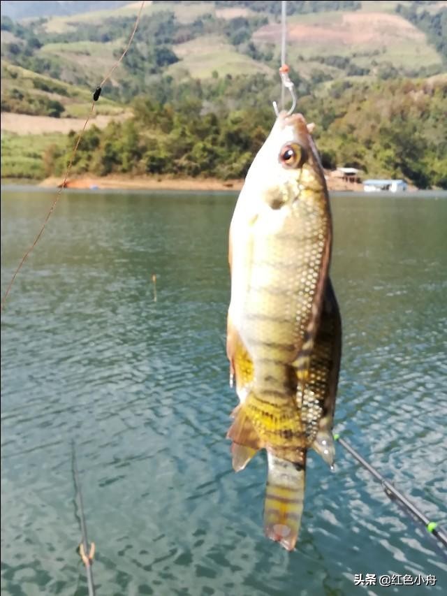 为什么我喜欢硬竿钓鱼,4.5米的鲫鱼竿能钓大鱼吗