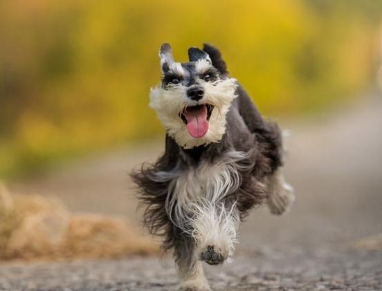 雪纳瑞的优缺点适合什么人群饲养,比熊泰迪雪纳瑞哪个优点多