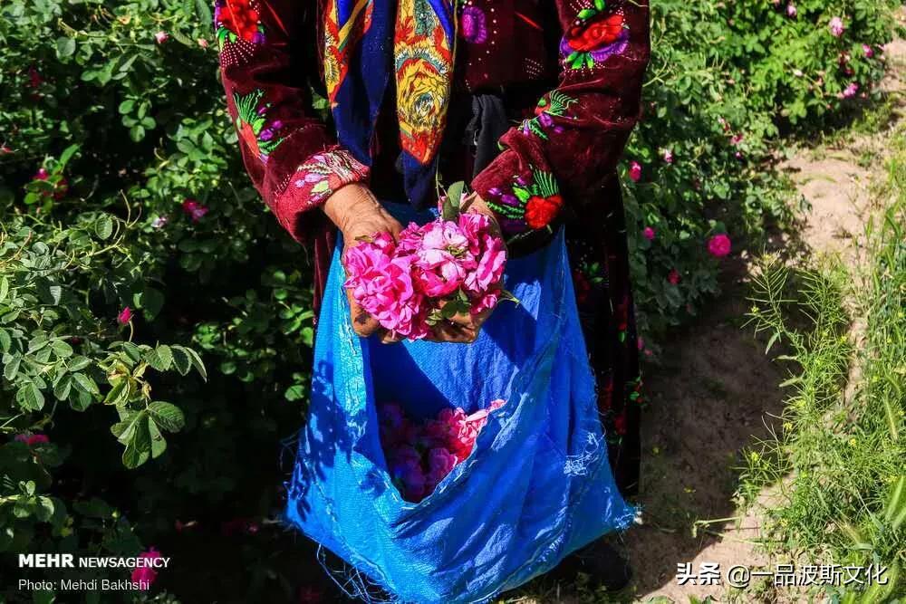 伊犁大马士革玫瑰花,伊朗大马士革纯玫瑰露