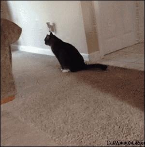 猫咪软便和拉稀的区别是什么,猫咪软便拉稀是如何处理