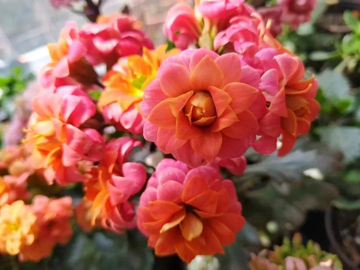 长寿花，寓意好、开花漂亮，花期长，品种多达300个