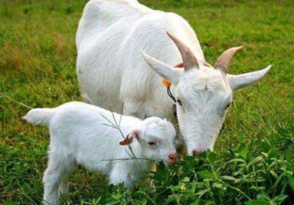 母羊产后几天都不吃食怎么办,母羊产后精神不振不吃食怎么办
