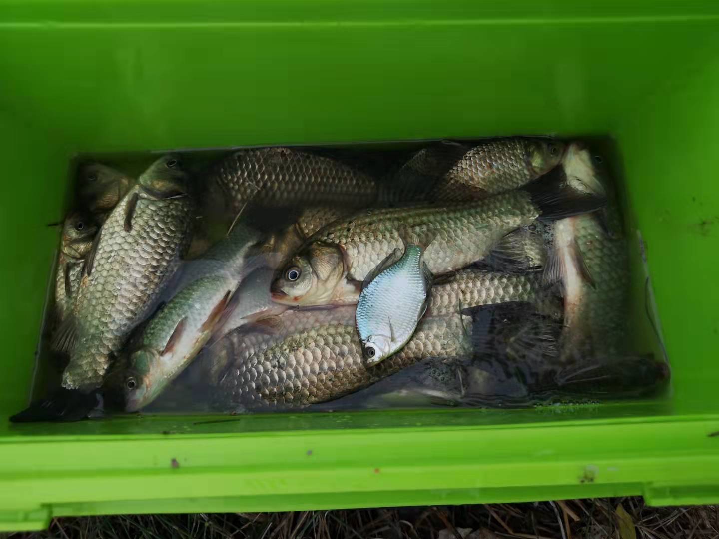 冬季钓鱼最好的诱食剂,突然降温钓鱼怎么加添加剂