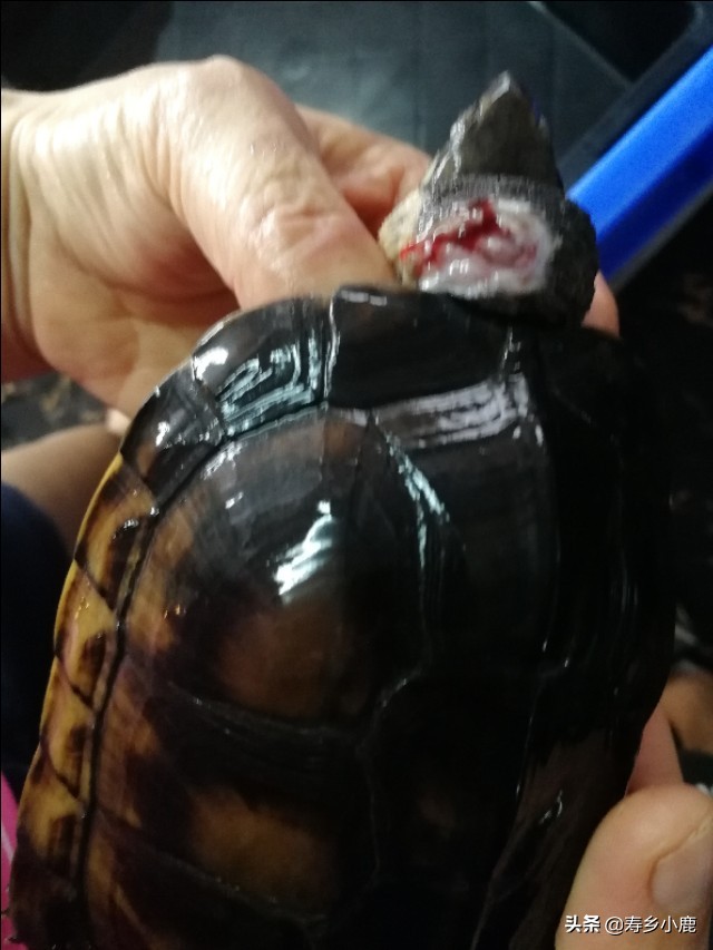 乌龟腐甲咬伤用什么药,乌龟怎么预防腐皮腐甲