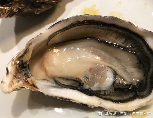 宵夜吃生蚝真实视频,宵夜湛江生蚝生吃