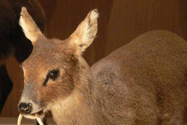 云南十六个州市的代表特色菜,云南省16州市特产排名