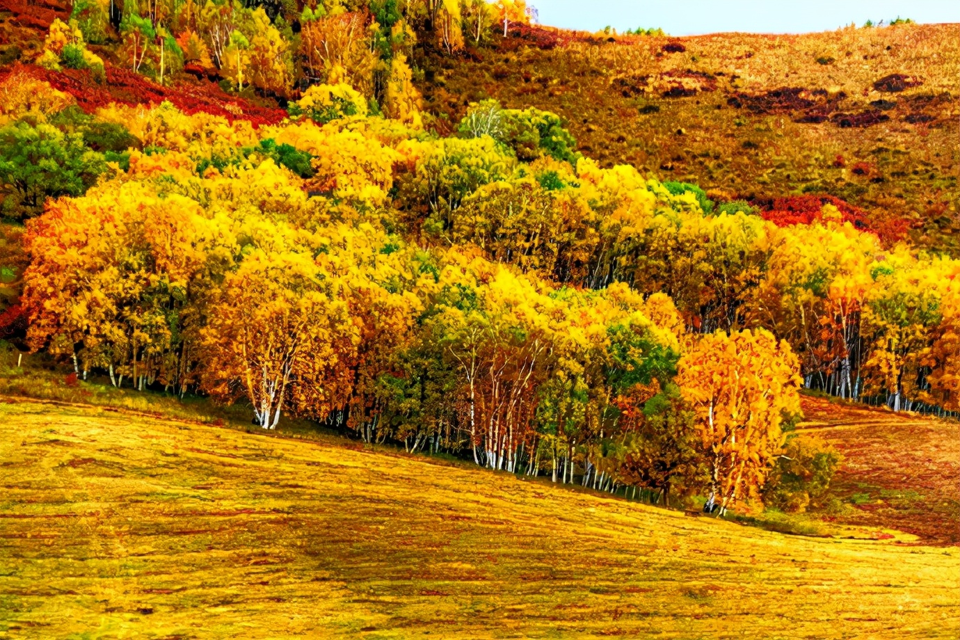 秋季最美的白桦林风景,坝上草原白桦林秋色图片