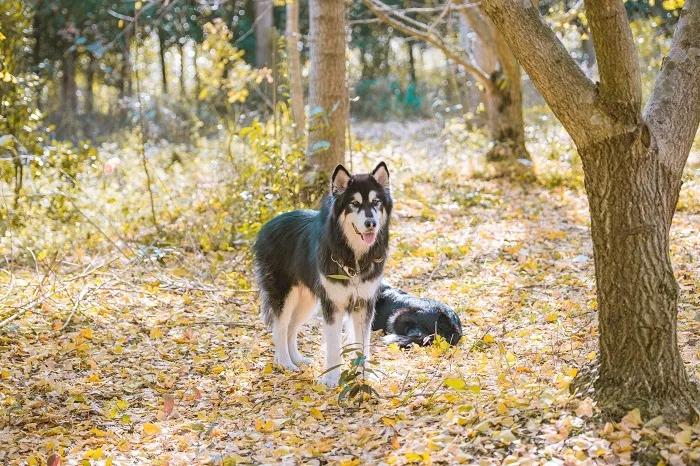 冠道奢华与实用的至臻suv之选,中型suv横评冠道