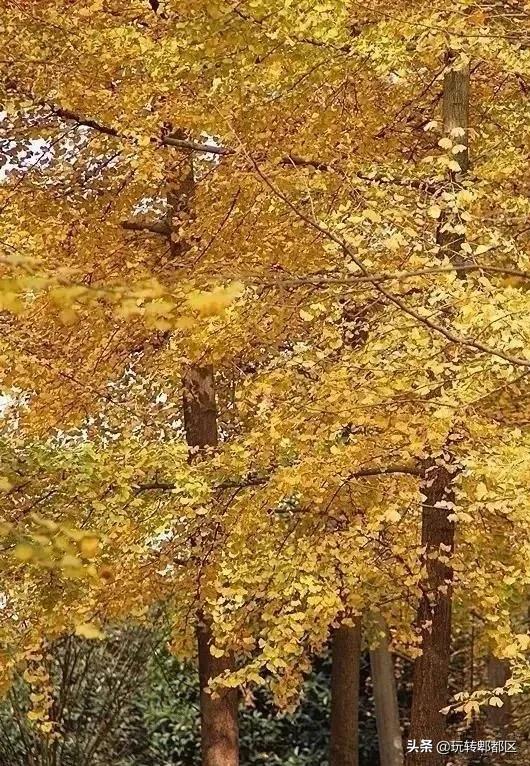 郫都区十大银杏打卡地,郫都区看银杏最好的地方