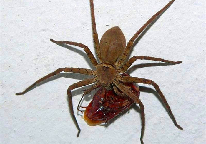 家里出现大蜘蛛是什么蜘蛛,家里来了个大蜘蛛打死了预示什么