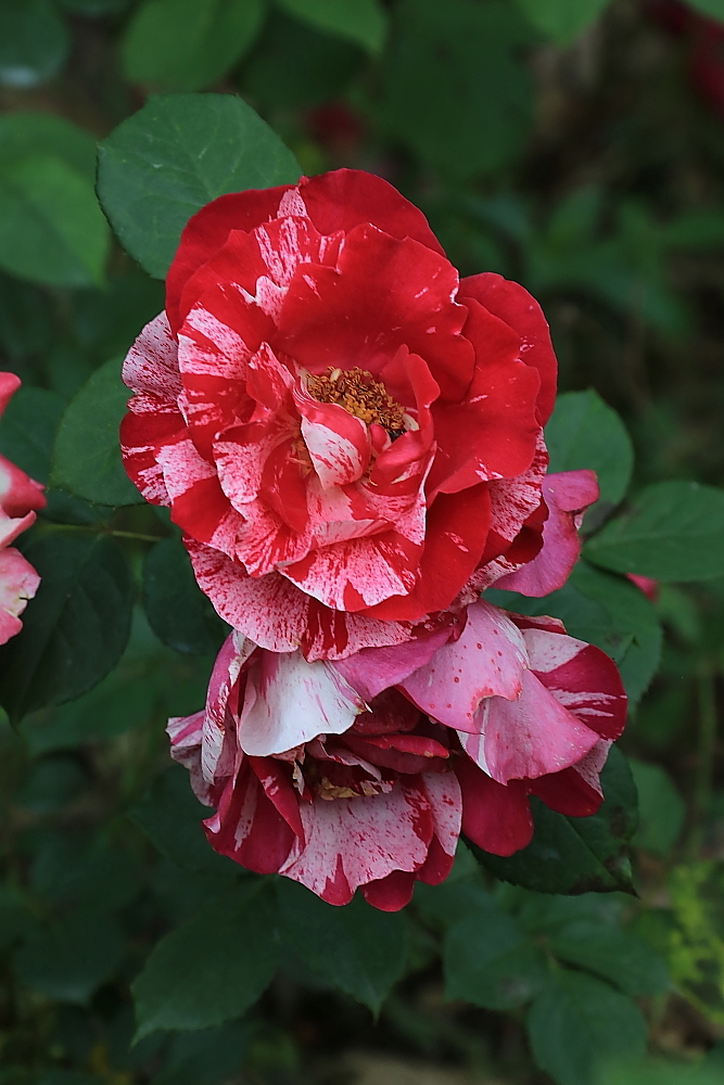 五月赏月季；青山吹奏《茉莉花》D调半音阶口琴演奏