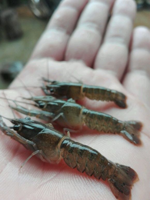 澳龙淡水龙虾喂鱼要不要煮过,浙江工厂化养殖淡水澳龙