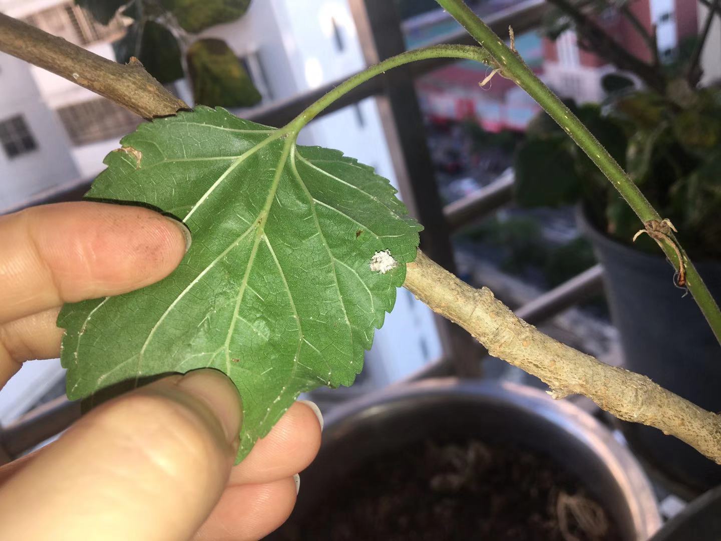 蚜虫的天敌除了七星瓢虫还有什么,蚜虫不是益虫吗