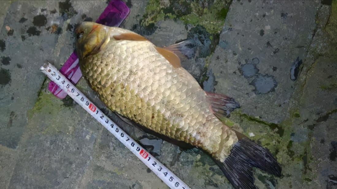 野钓鲫鱼实用技巧及方法,野钓钓鲫鱼的正确方法与技巧