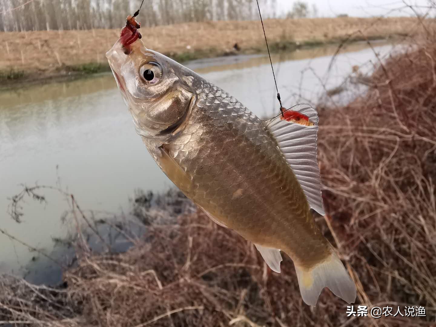 钩子什么状态最容易上鱼,这个季节用什么钩子能提升中鱼率