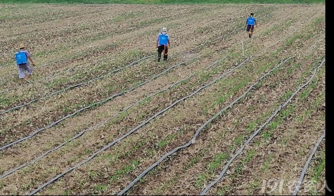 玉米花生种植高产技术,玉米高产高效种植技术